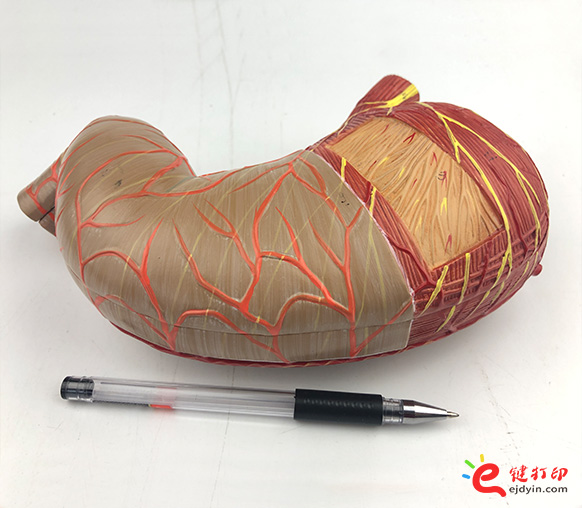 人體胃部復模手板1